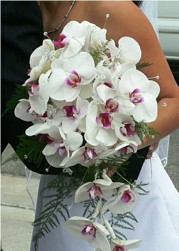 beyaz orkideli gelin çiçegi